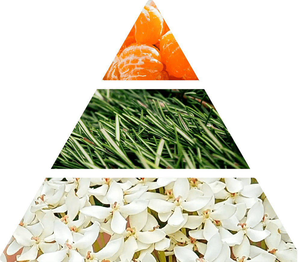 Logevy Agrumi Speziati rumsdoft doftpyramid