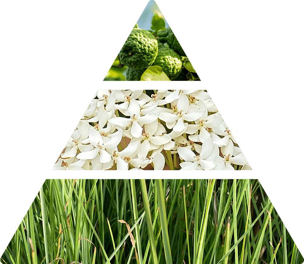 Peonia in Fiore rumsdoft doftpyramid