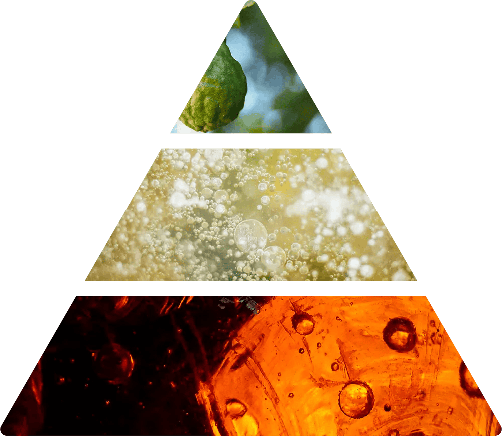 Logevy Champagne e Bacche di rosa Doftpyramid
